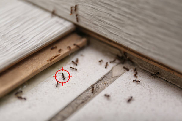 Best Affordable Pest Control Services  in Attica, MI