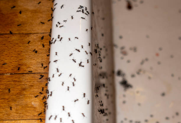 Best Pest Removal Services  in Attica, MI